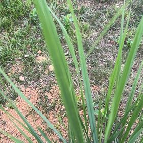 Photo of the plant species Cogon Grass by @ExuberantRosea2 named Navajo on Greg, the plant care app