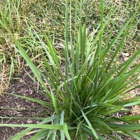 Photo of the plant species Cogon Grass by @ExuberantRosea2 named Michelle Branch on Greg, the plant care app