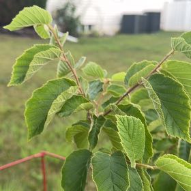 Photo of the plant species American Hazelnut by @ExuberantRosea2 named Clooney on Greg, the plant care app