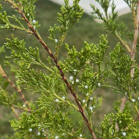Photo of the plant species Atlantic White Cedar by @ExuberantRosea2 named Morgan Treeman on Greg, the plant care app