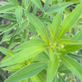 Photo of the plant species Tall Tickseed by @ExuberantRosea2 named Sanders on Greg, the plant care app