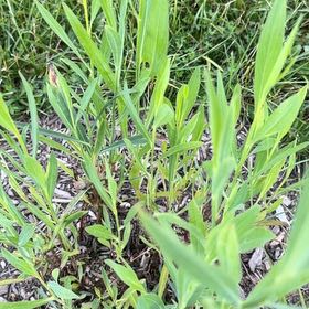 Photo of the plant species American Knotweed by @ExuberantRosea2 named Dolores on Greg, the plant care app