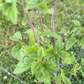Photo of the plant species Arrowwood Viburnum by @ExuberantRosea2 named Diana on Greg, the plant care app