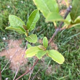 Photo of the plant species Laurustinus by @ExuberantRosea2 named James Dean on Greg, the plant care app