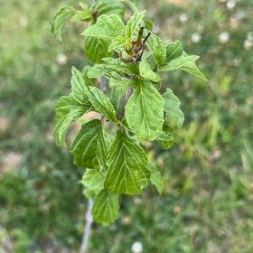 Photo of the plant species Arrowwood Viburnum by @ExuberantRosea2 named Maya on Greg, the plant care app