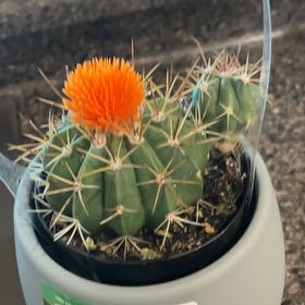 Photo of the plant species Ferocactus histrix by @TrustfulRhodora named Austen on Greg, the plant care app