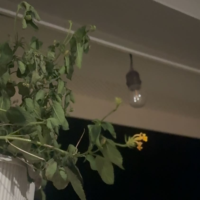 Photo of the plant species Orange Balsam by @TopFoxgrape97 named Sir Plancelot on Greg, the plant care app