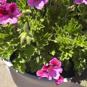 Photo of the plant species Hooded-Leaf Pelargonium by @GreatestDuwei99 named McKinley on Greg, the plant care app