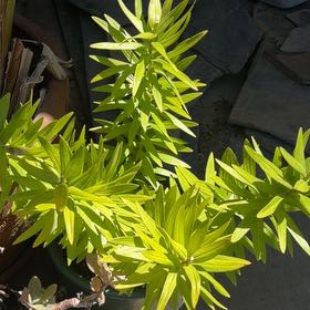 Photo of the plant species Easter Lily by @GreatestDuwei99 named Girlfrond on Greg, the plant care app