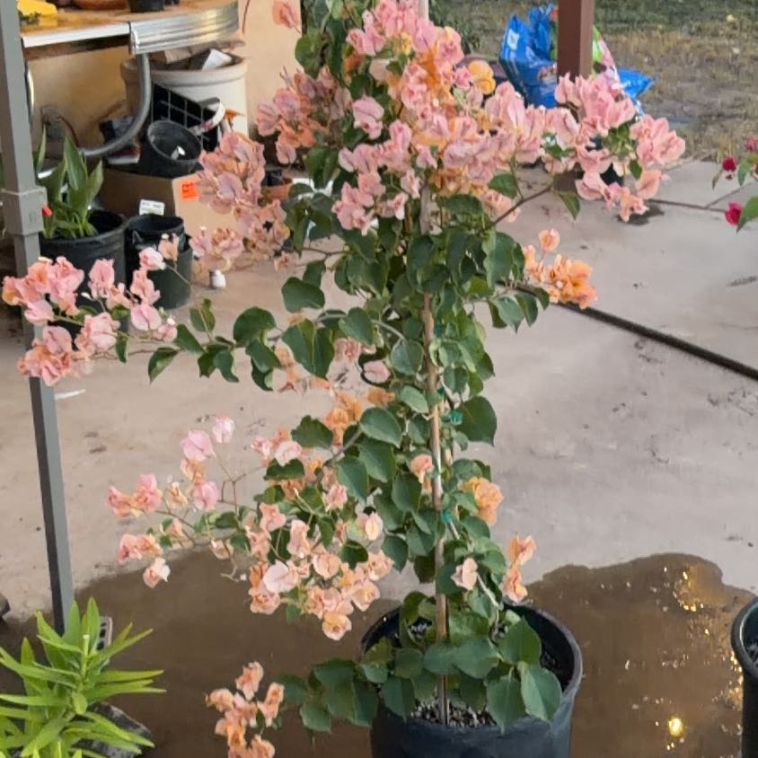Photo of the plant species Lesser Bougainvillea by @GreatestDuwei99 named Harmony on Greg, the plant care app