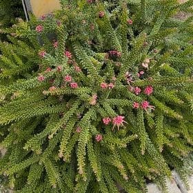 Photo of the plant species Medusa's Head by @GreatestDuwei99 named Wall-E on Greg, the plant care app