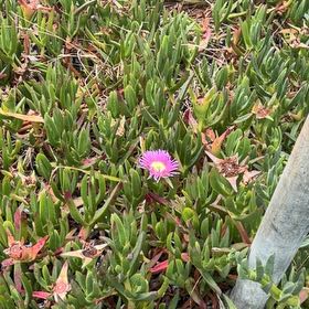 Photo of the plant species Purple Ice Plant by @GreatestDuwei99 named Baesil on Greg, the plant care app