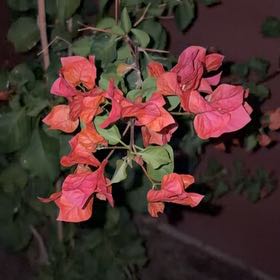 Photo of the plant species Bougainvillea by @GreatestDuwei99 named Orlando Bloom on Greg, the plant care app
