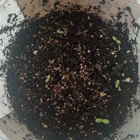 Photo of the plant species Wild Mustard by @PerfectMugwort named Cat Cookies on Greg, the plant care app