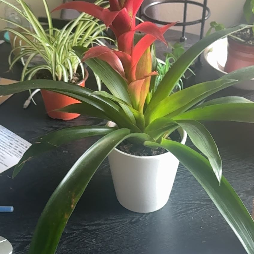 Photo of the plant species Guzmania Bromeliad by @PerfectMugwort named Guzmania Bromeliad on Greg, the plant care app