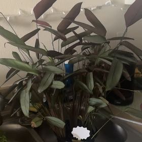 Photo of the plant species Calathea Grey Star by @PerfectMugwort named Calathea Setosa on Greg, the plant care app