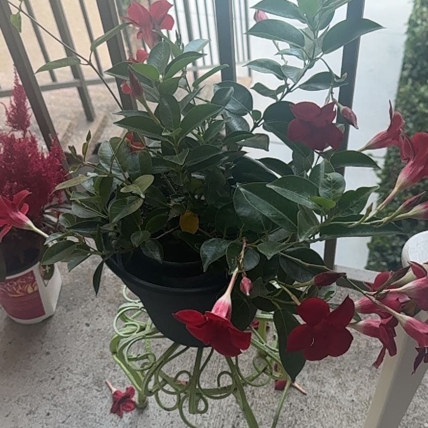 Photo of the plant species Pink Dipladenia by @PerfectMugwort named Dipladenia on Greg, the plant care app