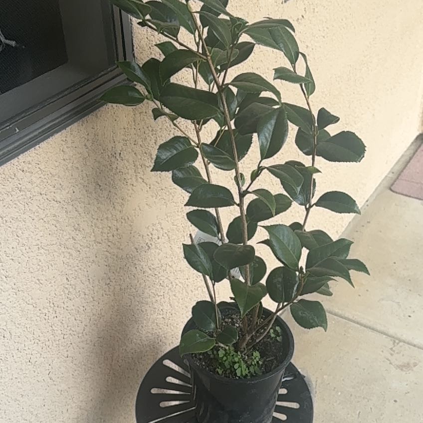 Photo of the plant species Common Camellia by @PerfectMugwort named Camellia on Greg, the plant care app