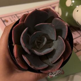 Photo of the plant species Echeveria 'Dusty Rose' by @palmypaula named anastasia on Greg, the plant care app