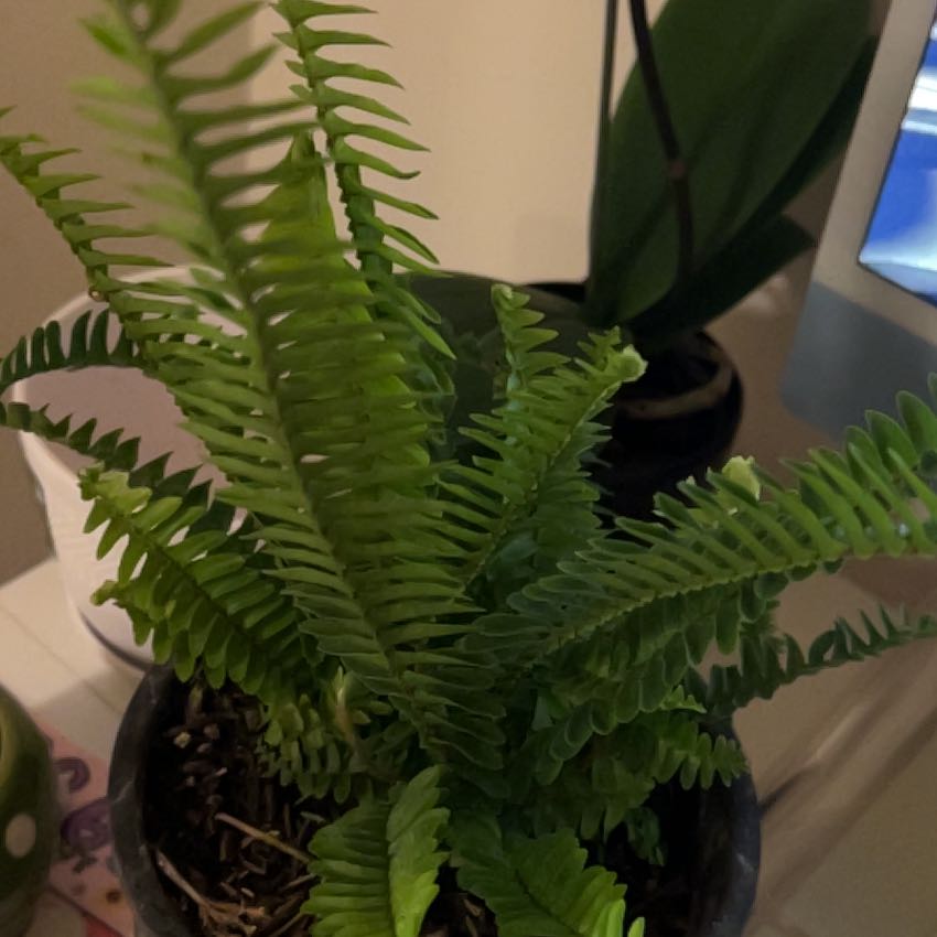 Photo of the plant species Kimberly Queen Fern by @palmypaula named homar on Greg, the plant care app