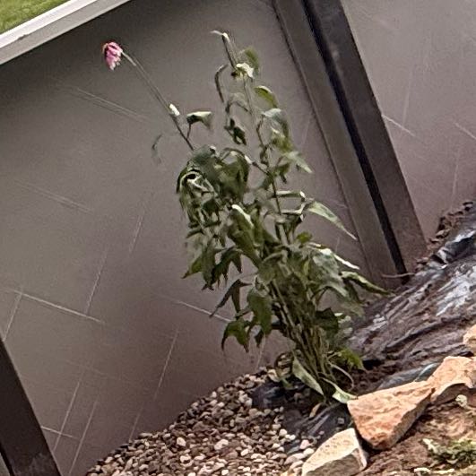 Photo of the plant species Shasta Daisy by @TopBibi0 named Gates on Greg, the plant care app