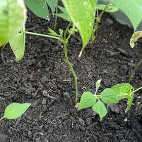 Photo of the plant species Common Bean by @IdolPothos13 named Hemingway on Greg, the plant care app