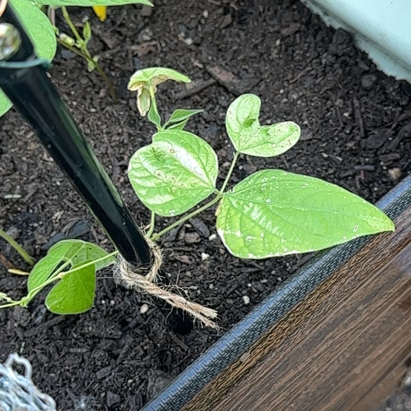 Photo of the plant species Common Bean by @IdolPothos13 named Plato on Greg, the plant care app