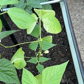 Photo of the plant species Common Bean by @IdolPothos13 named Tree Diddy on Greg, the plant care app