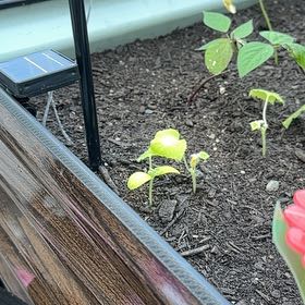 Photo of the plant species Common Bean by @IdolPothos13 named Mollie on Greg, the plant care app