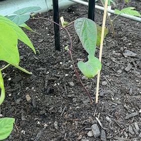 Photo of the plant species Common Bean by @IdolPothos13 named Aria on Greg, the plant care app