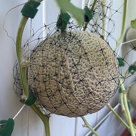 Photo of the plant species Melon by @IdolPothos13 named Naomi on Greg, the plant care app