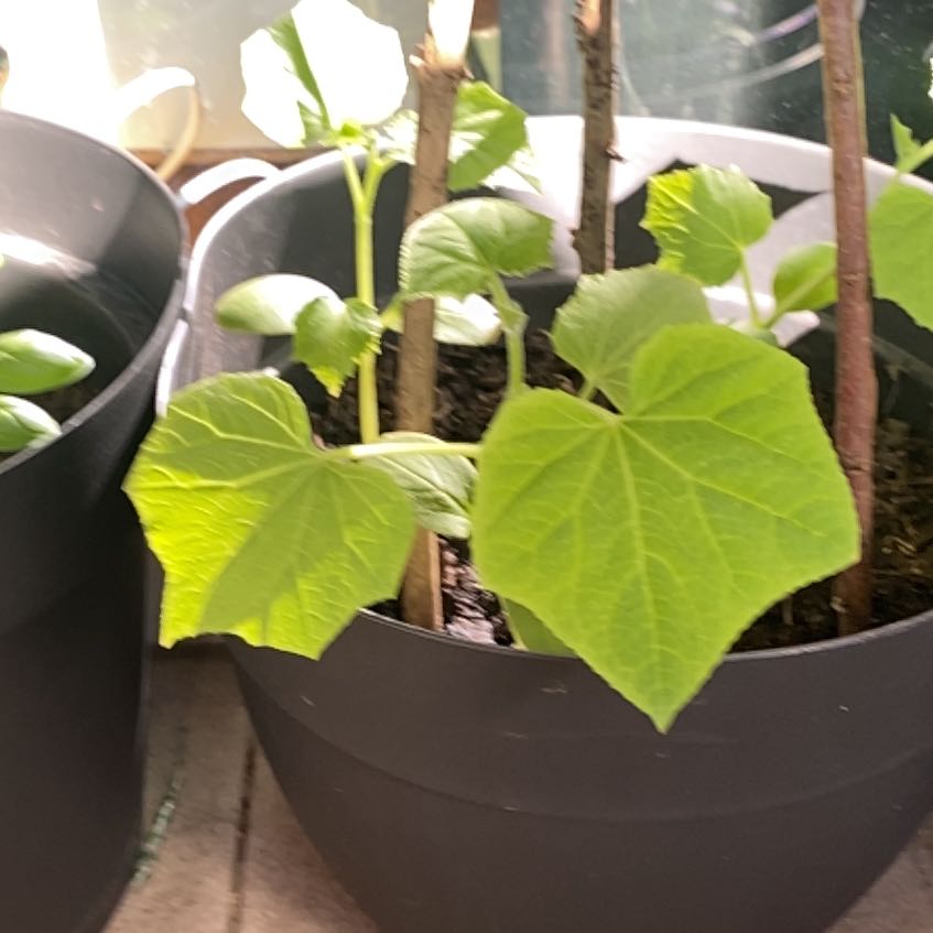 Photo of the plant species Cucumber by @NiceCaraway39 named Leaf Erickson on Greg, the plant care app