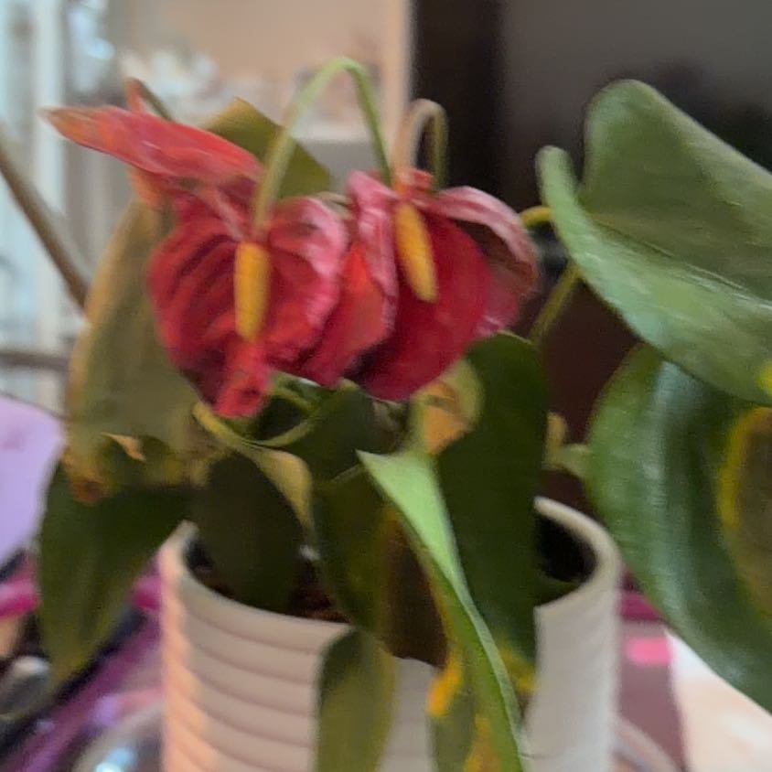 Photo of the plant species Flamingo Flower by @SirPalqui25 named Michelle Branch on Greg, the plant care app
