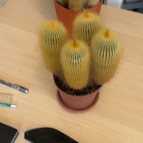 Photo of the plant species Parodia Leninghausii by @YesBorage58 named Bella on Greg, the plant care app