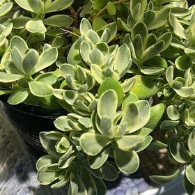 Photo of the plant species Variegated Jade by @HipChineseelm39 named Sproutacus on Greg, the plant care app