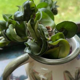 Photo of the plant species Hindu Rope Plant 'Regalis' by @DefiantSedum named Zeus on Greg, the plant care app