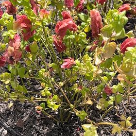 Photo of the plant species Shrimp Plant by @GrowingFlax9 named Denali on Greg, the plant care app