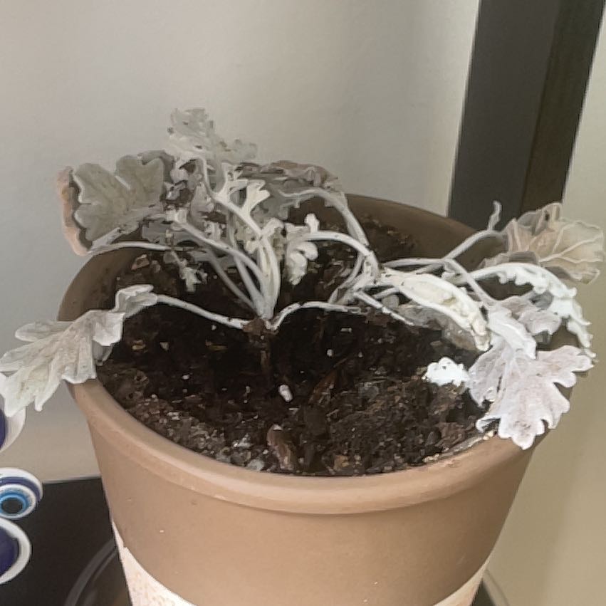 Photo of the plant species Silver Ragwort by @LuxuryEspicia51 named Bodhi on Greg, the plant care app