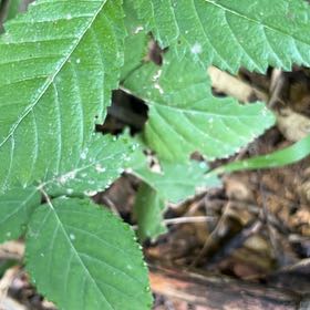 Photo of the plant species American Elm by @TryCaraway83 named Sigmund on Greg, the plant care app