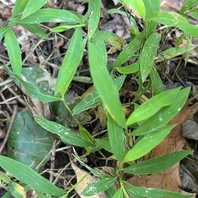 Photo of the plant species Japanese Stiltgrass by @TryCaraway83 named Apollo on Greg, the plant care app