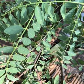 Photo of the plant species Black Locust by @TryCaraway83 named Surya on Greg, the plant care app