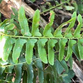 Photo of the plant species Christmas Fern by @TryCaraway83 named Cleopatra on Greg, the plant care app