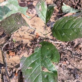 Photo of the plant species American Ash by @TryCaraway83 named Luna on Greg, the plant care app