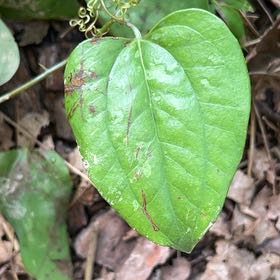 Photo of the plant species Cat Greenbrier by @TryCaraway83 named Plato on Greg, the plant care app