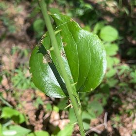 Photo of the plant species Roundleaf Greenbrier by @TryCaraway83 named Remington on Greg, the plant care app
