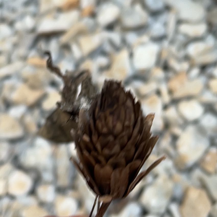 Photo of the plant species Blue Spruce by @TryCaraway83 named Duke on Greg, the plant care app