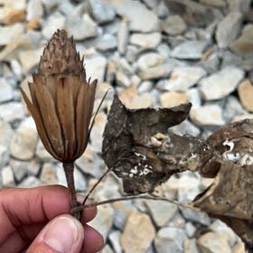 Photo of the plant species Tulip Poplar by @TryCaraway83 named Fernie Mercury on Greg, the plant care app