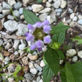 Photo of the plant species Common Selfheal by @TryCaraway83 named Dax on Greg, the plant care app