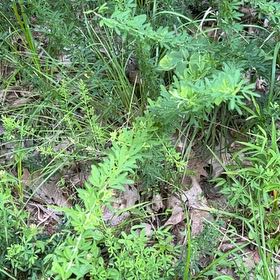 Photo of the plant species Myrtle-Leaf Milkwort by @TryCaraway83 named Peter Parker on Greg, the plant care app