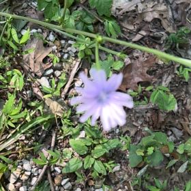 Photo of the plant species Cichorium Intybus by @TryCaraway83 named Daphne on Greg, the plant care app